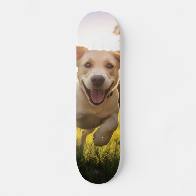 Happy Labrador Puppy Running  Skateboard (Front)