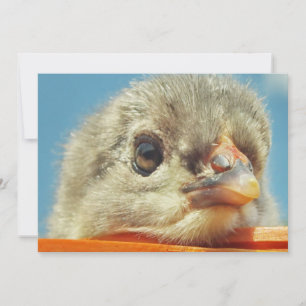 happy little chicken chick