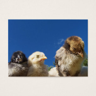 happy little chicken chick sleeping