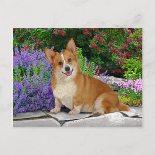 "Happy Little Corgi" Postcard