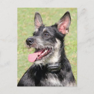 Happy Little Furry Black And White Dog Closeup Postcard