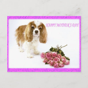 Happy Mother's Day Cavalier With Rose Bouquet Postcard