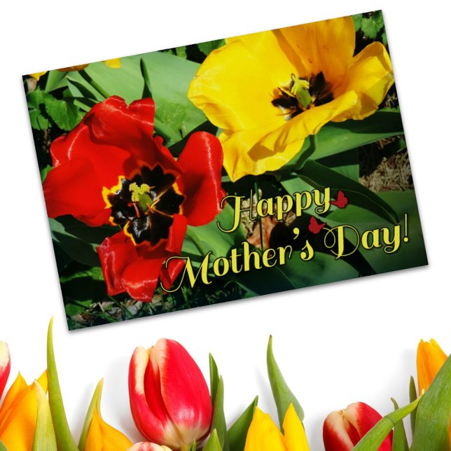 Happy Mother's Day Cheerful Red And Yellow Tulips (Creator Uploaded)
