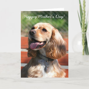 Happy Mother's Day Cocker spaniel greeting card