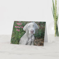 Happy Mother's Day From The Weimaraner Dog  Card