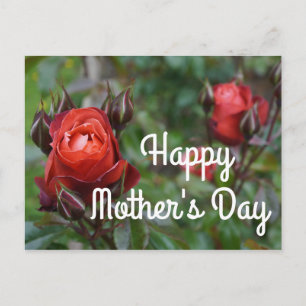 Happy Mother's Day Hot Cocoa Rose #1 Postcard