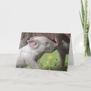 Happy Mother's Day Nursing Piglet Card