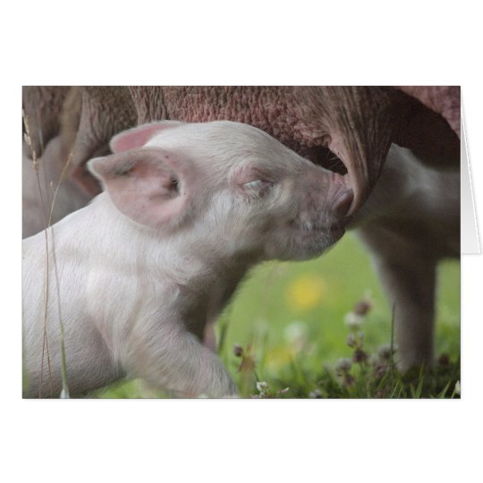 Happy Mother's Day Nursing Piglet Card