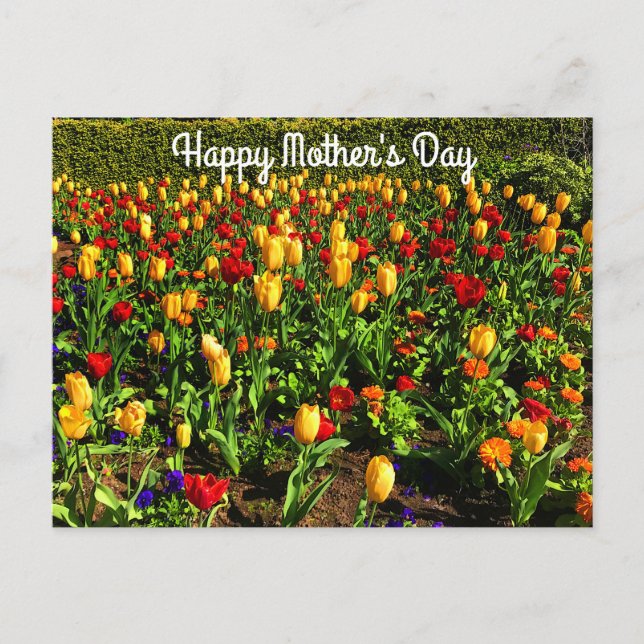Happy Mother's Day Red & Yellow Tulips#1 Postcard  (Front)