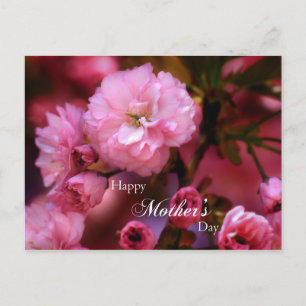 Happy Mothers Day Spring Pink Cherry Blossoms Postcard