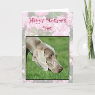 Happy Mother's Day Weimaraner greeting card