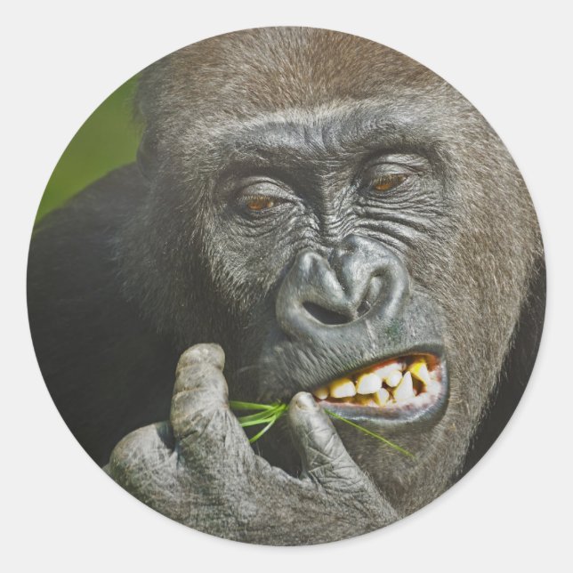 Happy New Year of the Monkey Gorilla Astrology Classic Round Sticker (Front)