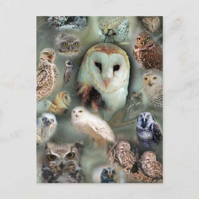 Happy Owls Postcard (Front)