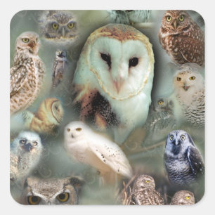 Happy Owls Square Sticker