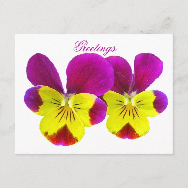 Happy Pansy Greetings Postcard (Front)