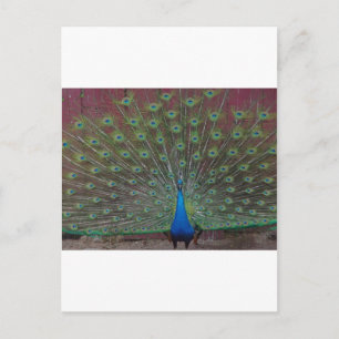 happy peacock postcard