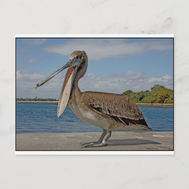 Happy Pelican Postcard (Front)