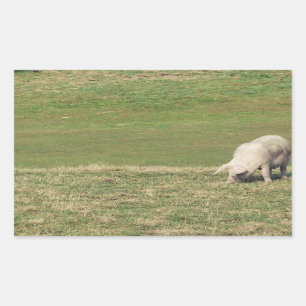 Happy Pig Sticker
