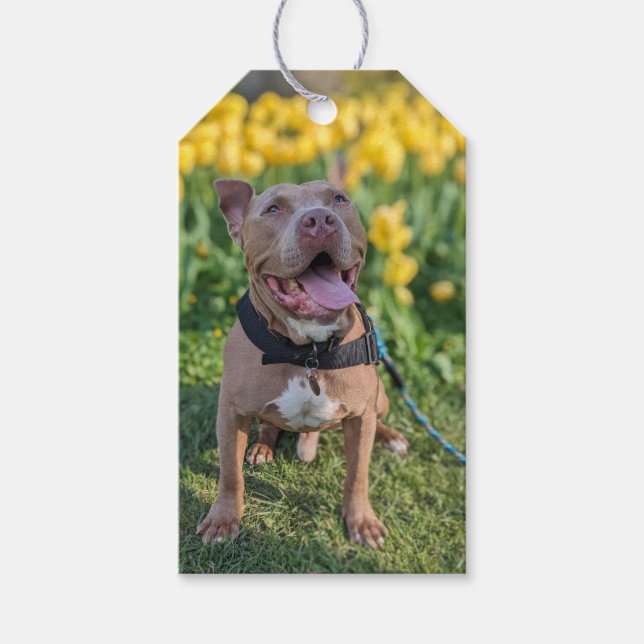 Happy Pit Bull Photography  Gift Tags (Front)