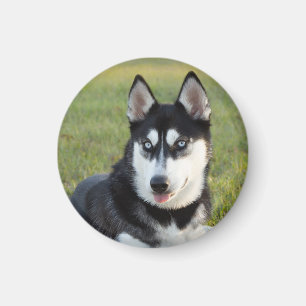 Happy playful Siberian Husky puppy Magnet
