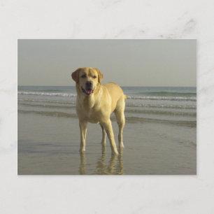 Happy Postcard