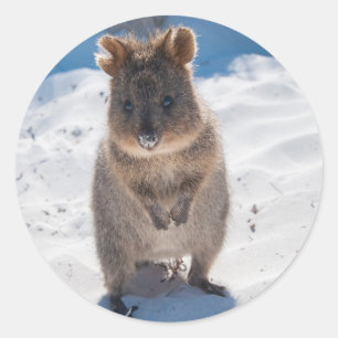 Happy Quokka on the beach Classic Round Sticker