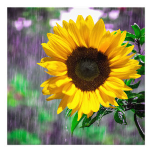 Happy rainy day sunflowers nature lover green photo print