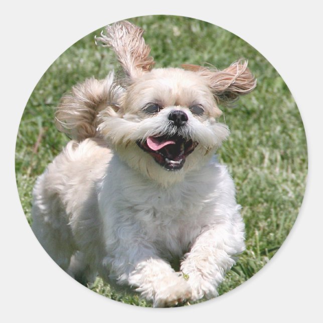 Happy running Shih Tzu Classic Round Sticker (Front)