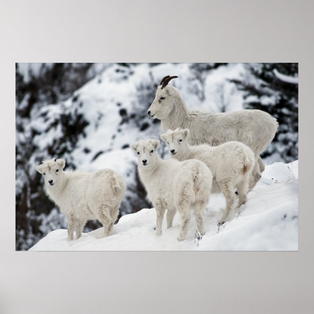 Happy Sheep Family Poster (Front)
