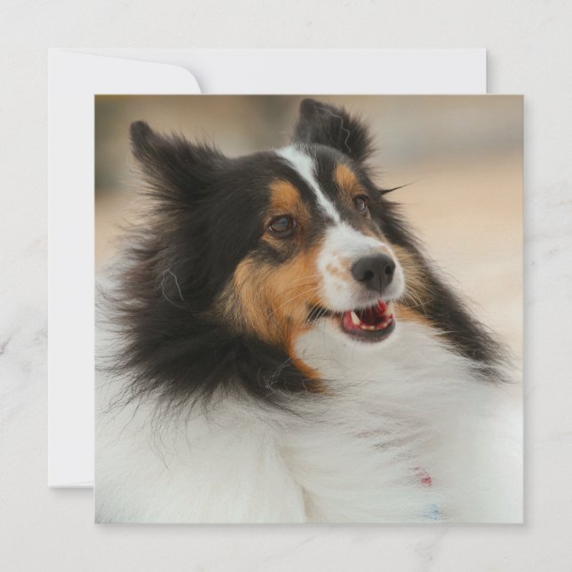 Happy Shelty (Front)