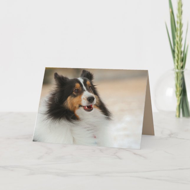 Happy Shelty Card (Front)