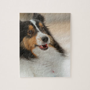 Happy  shelty jigsaw puzzle