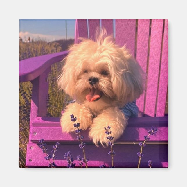 Happy Shih Tzu Puppy Relaxing (Dog Days) Magnet (Front)