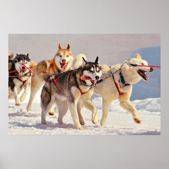 Happy Sled Dogs Marching On with Tongues Out Poster (Front)