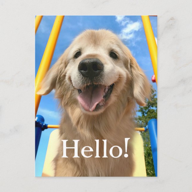 Happy Smiling Golden Retriever Postcard (Front)