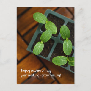 Happy Sowing and Gardening, green seedling photo Postcard