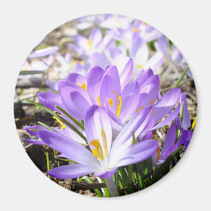 Happy Spring Crocus Magnet