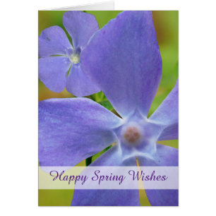 Happy Spring Flowering Vinca Purple Blooms