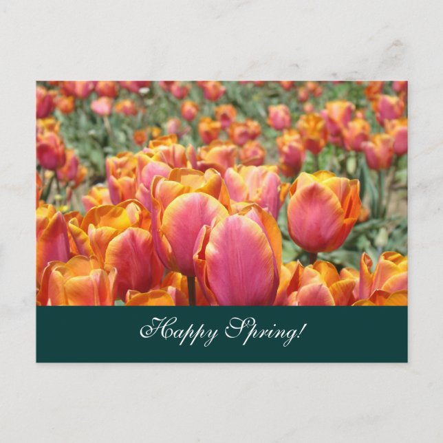 Happy Spring! postcards Colourful Tulip Flower (Front)