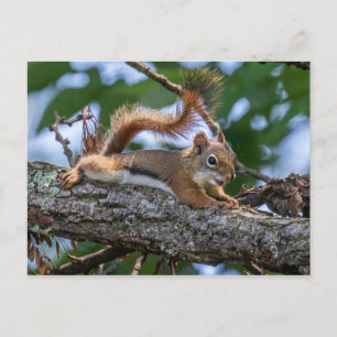 Happy Squirrel Postcard