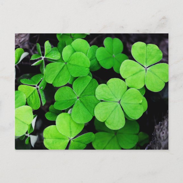 Happy St. Patrick's Day...luck of the Irish Holiday Postcard (Front)