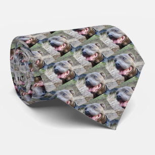 Happy Staffordshire Bull Terrier, Neck Tie