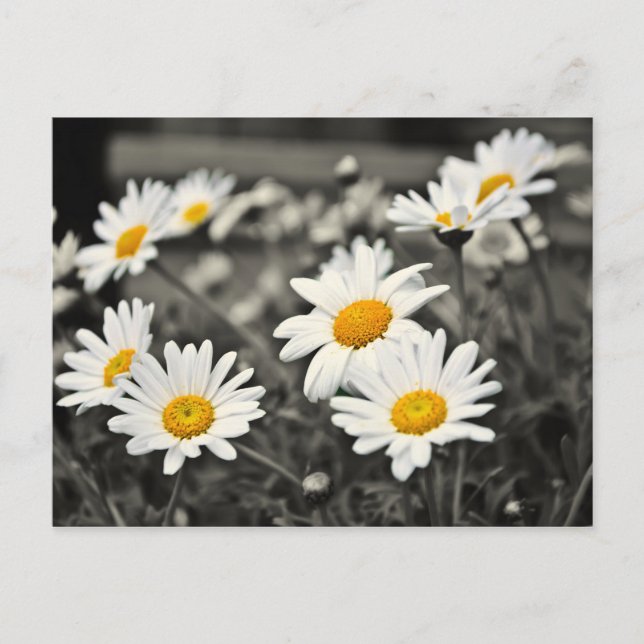 Happy Summer Daisies Postcard (Front)
