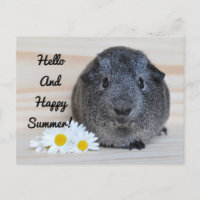 Happy Summer Guinea Pig
