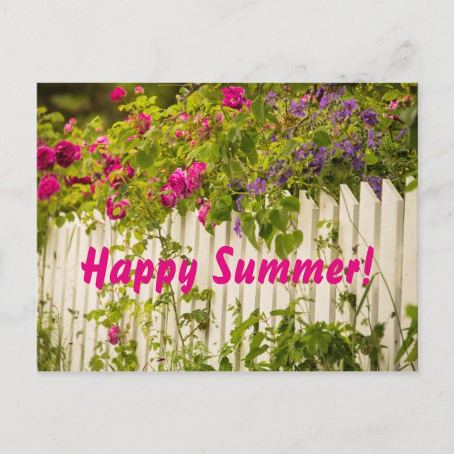 Happy Summer pink roses florals white garden fence Postcard (Front)