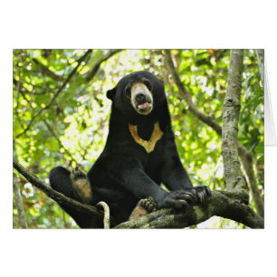 Happy Sun Bear