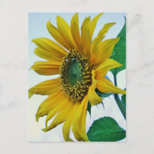 Happy Sunflower Postcard