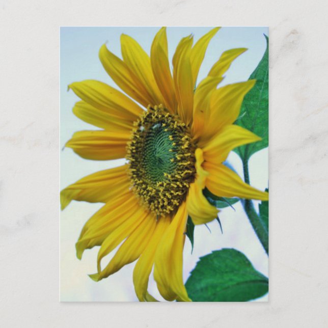 Happy Sunflower Postcard (Front)
