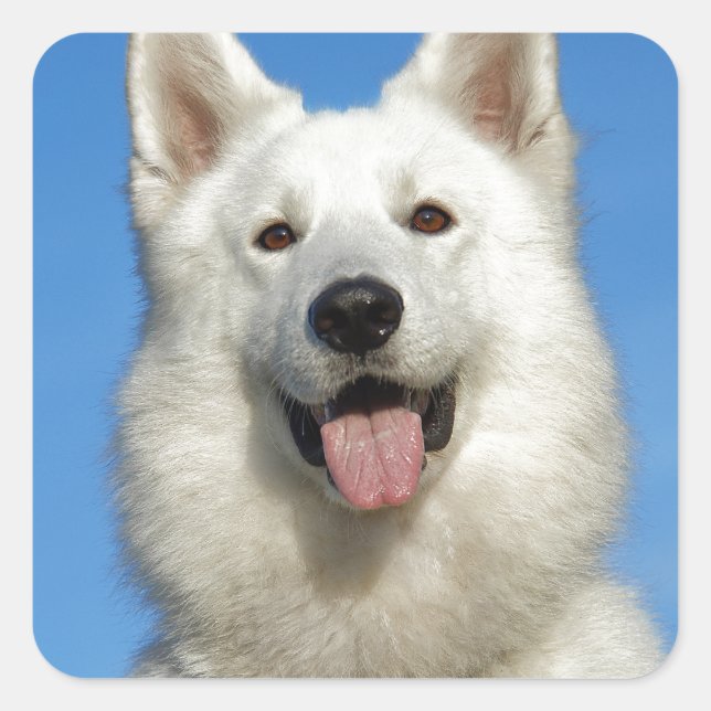 Happy Swiss Shepherd dog Square Sticker (Front)