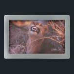 Happy Tau Rectangular Belt Buckle<br><div class="desc">Happy Tau, lion in Tetswana language of Botswana, nature photo prints and gifts features a beautiful photograph of a young lion in Africa taken by Kurt Keller with a 35 mm camera while on an African safari in Botswana. Anyone who loves animals and all lion lovers will enjoy this adorable...</div>